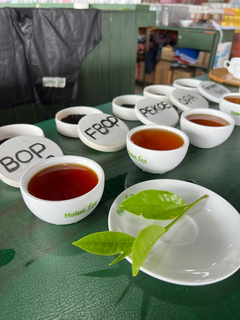 Halpewatte Tea Factory Ella – Complete Visitor Guide Halpewatte Tea Factory Ella