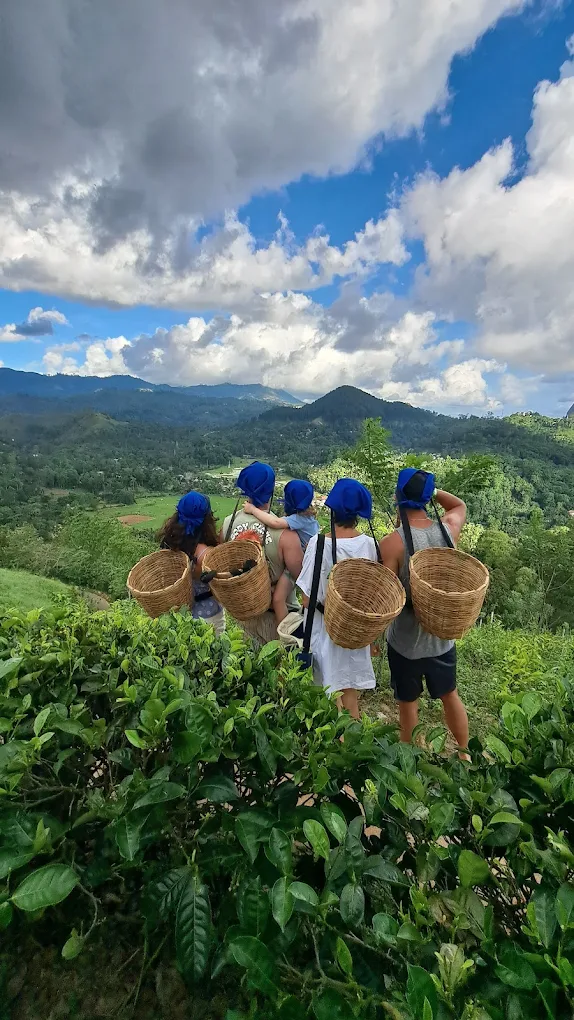 Halpewatte Tea Factory Ella – Complete Visitor Guide Halpewatte Tea Factory Ella